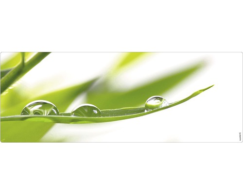 Frunză verde cu picături de apă