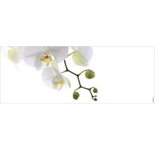 Prim-plan al unei orhidee înflorite