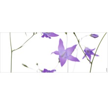 Prim-plan cu flori campanula