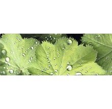 Frunze de crețișoară cu picături de apă