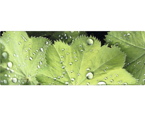 Frunze de crețișoară cu picături de apă