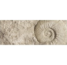 Amprentă de fosilă în piatră