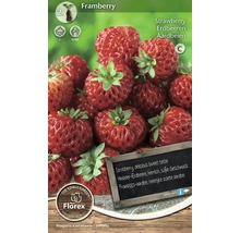 Plantă de căpșuni Framberry, ambalaj