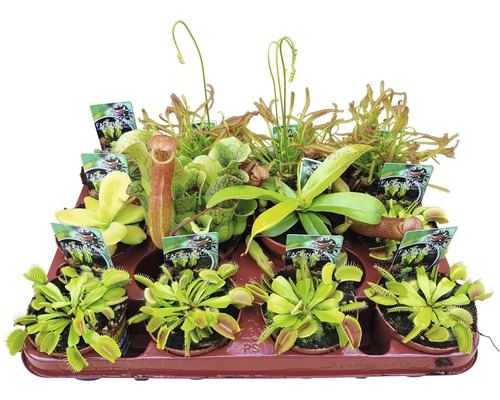 Plante carnivore mixte FloraSelf Dionaea, Nepenthes, Pingucula, Sarracenia, Drosera H 8-20 cm ghiveci Ø 8,5 cm