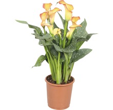 Planta Calla în ghiveci