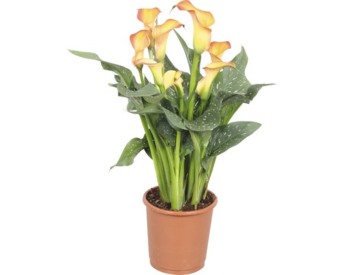 Planta Calla în ghiveci