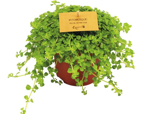 Pilea Depressa plantă de interior în ghiveci