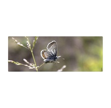 Fluture pe o tulpină de iarbă