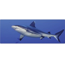 Un rechin înoată în ocean.