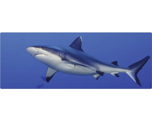 Un rechin înoată în ocean.