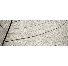 Prim-plan al unui schelet de frunză