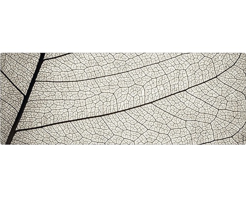 Prim-plan al unui schelet de frunză