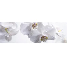 Prim-plan cu flori de orhidee albe cu picături de apă