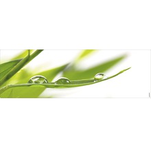 Frunză cu picături de apă