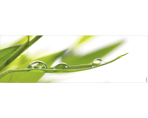 Frunză cu picături de apă