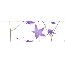 Prim-plan cu flori clopoței pe tulpini