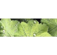 Frunze de crețișoară cu picături de apă