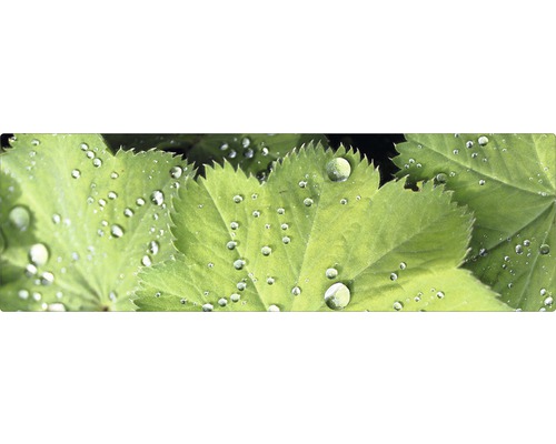 Frunze de crețișoară cu picături de apă