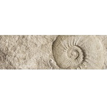 Amprentă de fosilă în placă de piatră