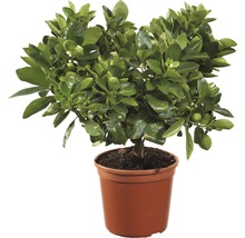 Calamondin FloraSelf Citrus calamondin H 20-30 cm ghiveci Ø 15 cm