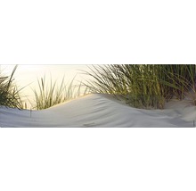 Iarbă de plajă pe o dună de nisip