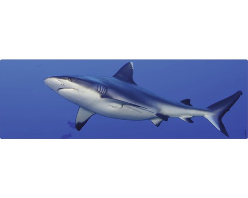 Prim-plan cu un rechin de recif gri în ocean.