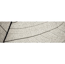 Prim-plan cu structura scheletului unei frunze