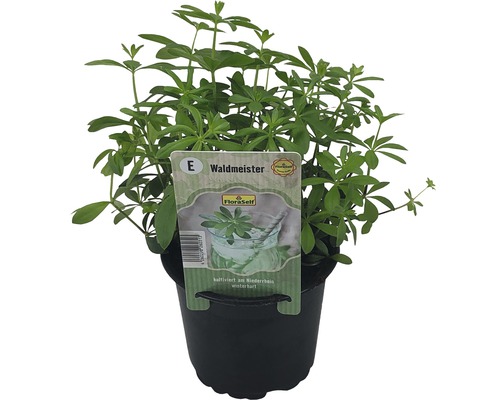 Asperula odorata în ghiveci