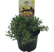 Cimbru FloraSelf Satureja montana 'Bolero' ghiveci Ø 12 cm