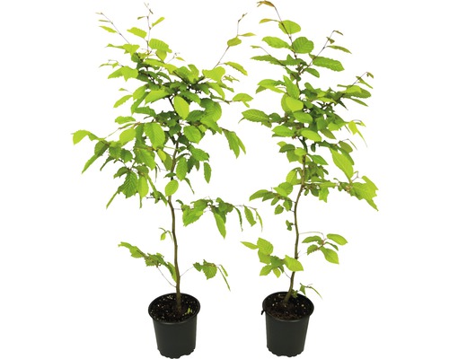 Doi carpeni în ghiveci