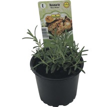 Rozmarin FloraSelf Rosmarinus officinalis 'Blue Winter' ghiveci Ø 12 cm