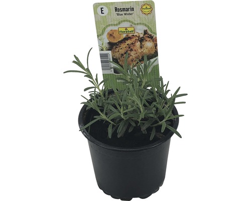 Rozmarin FloraSelf Rosmarinus officinalis 'Blue Winter' ghiveci Ø 12 cm