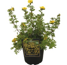 FloraSelf Potentilla fruticosa 'Sommerflor' H 20-30 cm