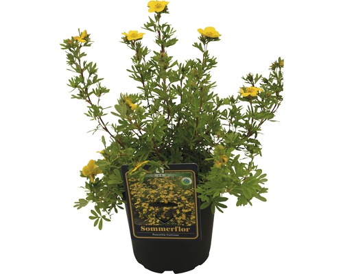 Floare de vară la ghiveci