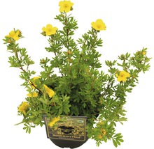 FloraSelf Potentilla fruticosa 'Sommerflor' H 20-30 cm