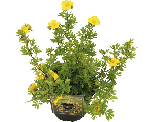 FloraSelf Potentilla fruticosa 'Sommerflor' H 20-30 cm