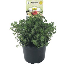 Cimbru FloraSelf Thymus vulgaris 'Fredo' ghiveci Ø 12 cm