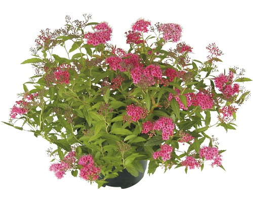 FloraSelf Spiraea bumalda 'Anthony Waterer Sapho' H 30-40 cm Co 2 L