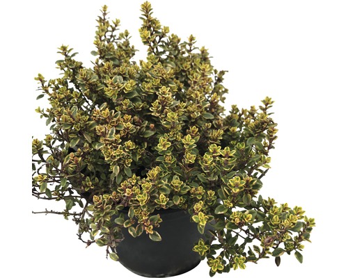 Plantă de cimbru în ghiveci