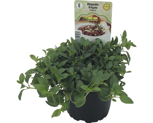 Oregano atârnat Diabolo în ghiveci