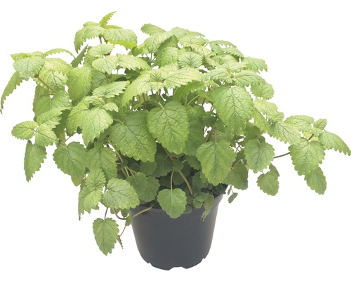 Roiniță FloraSelf Melissa officinales 'Relax' ghiveci Ø 12 cm Roiniță FloraSelf Melissa officinales 'Relax' ghiveci Ø 12 cm