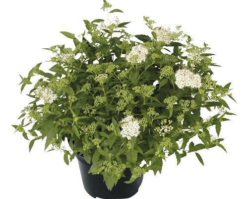 Spireea în ghiveci cu flori albe