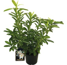 Azalee/Rododendron FloraSelf Rhododendron luteum H 30-40 cm Co 5 L alb