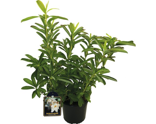 Rhododendron ''Schneegold'' în ghiveci