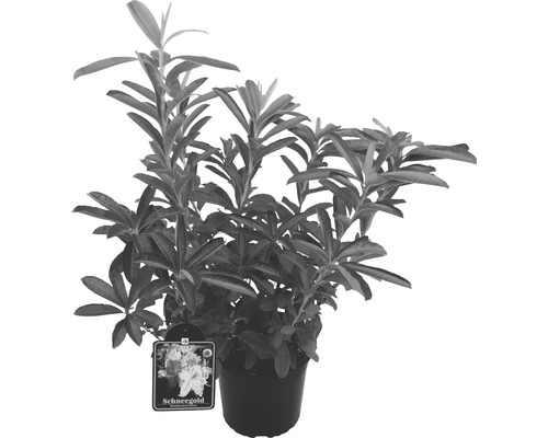 Rhododendron Schneegold în ghiveci