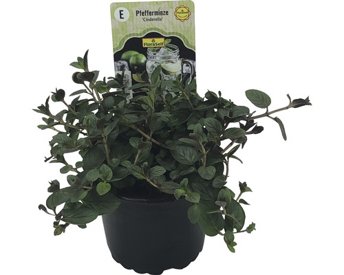 Mentă FloraSelf Mentha piperita 'Cinderella' ghiveci Ø 12 cm