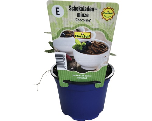 Mentă de ciocolată în ghiveci