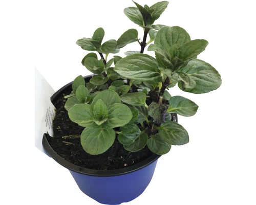 Mentă cu aromă de ciocolată FloraSelf Mentha piperita 'Chocolate' ghiveci H 10-20 cm Ø 12 cm