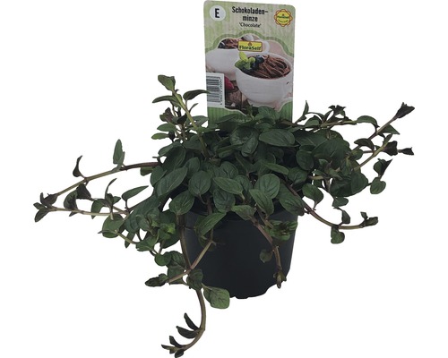 Mentă de ciocolată în ghiveci