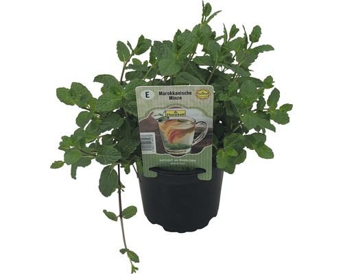 Mentă marocană FloraSelf Mentha spicata 'Marokko' ghiveci Ø 12 cm